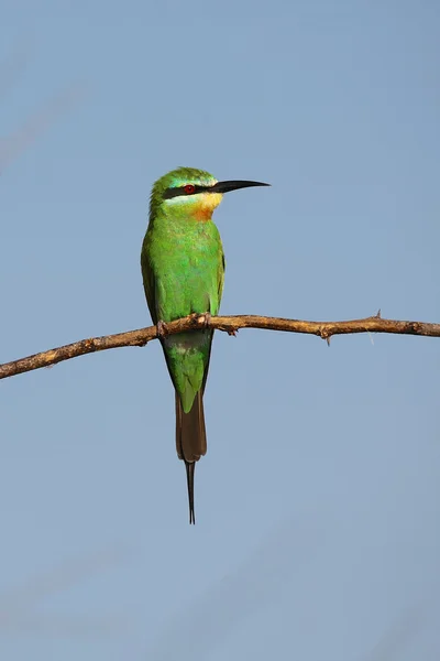 A swallow-tailed bee-eater in baringo lake national park kenya — Stock Photo, Image