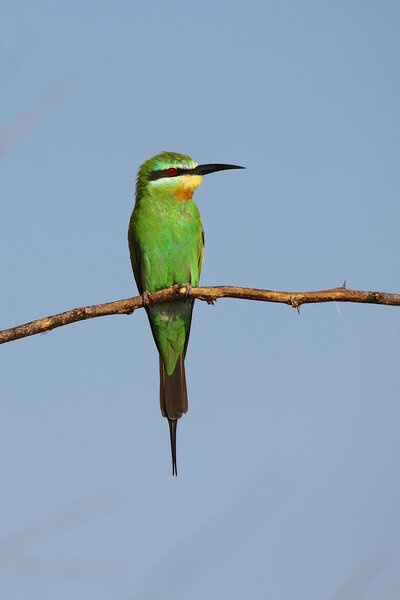 a swallow-tailed bee-eater in baringo lake national park kenya