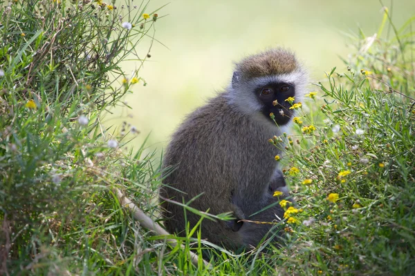 Un mono vervet muy lindo en el lago Naivasha parque nacional de juegos Kenya —  Fotos de Stock