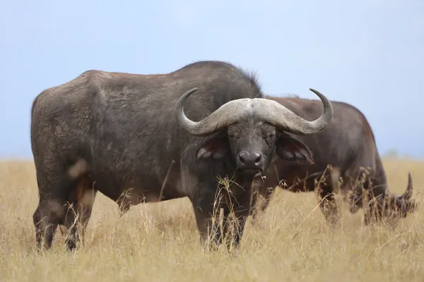 Un bufalo d'acqua nel parco nazionale dei masai mara kenya — Foto Stock