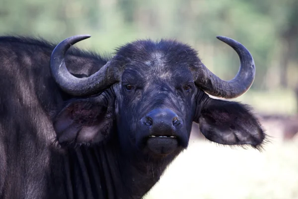 Un búfalo de agua mirándome en el parque nacional de juegos del lago Naivasha Kenya —  Fotos de Stock