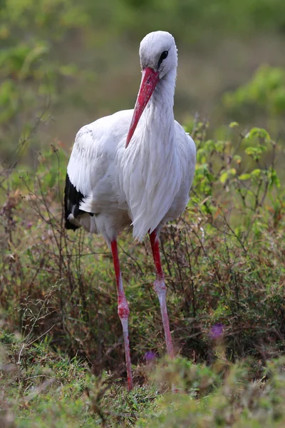 A white stork in naivasha national game park kenya — Stock Photo, Image