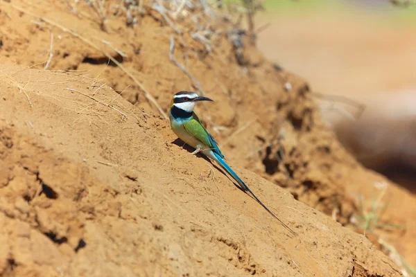 Samburu Ulusal oyun parkında yiyecek arayan Beyaz boğazlı bir arı kuşugiller — Stok fotoğraf