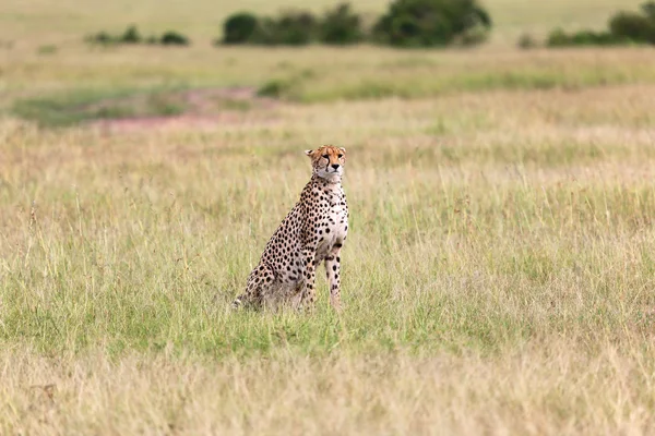 A wonderful cheetah at masai mara national park kenya — Stock Photo, Image