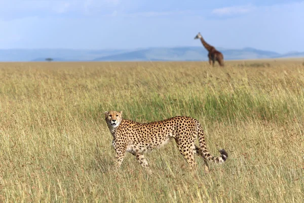 Wspaniałe cheetah jest polowanie w grze parku masai mara — Zdjęcie stockowe