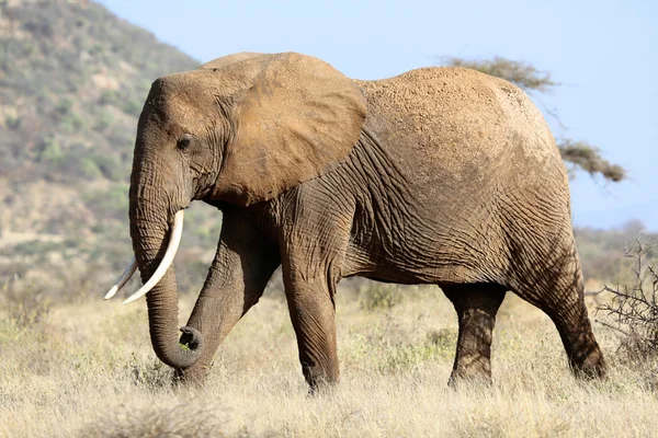 サンブル国家ですばらしい象の公園のケニア — ストック写真