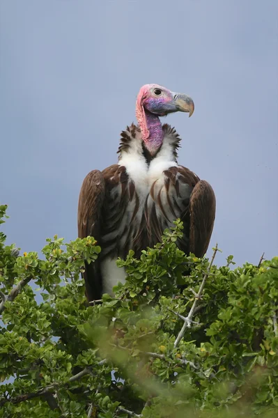 Un maravilloso buitres con cara de lappet en Masai mara parque nacional de juegos kenya —  Fotos de Stock