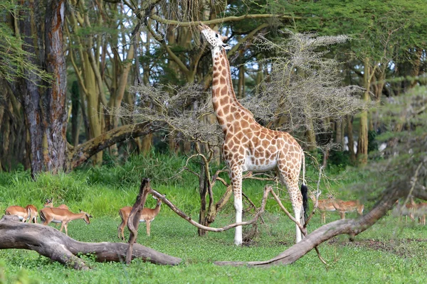 Uma girafa maravilhosa comendo uma árvore no parque de jogos do lago Naivasha kenya — Fotografia de Stock