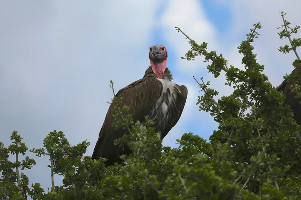 Um maravilhoso lappet-enfrentou abutres em masai mara parque de jogos — Fotografia de Stock