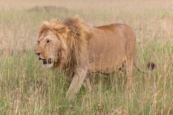 Um leão maravilhoso no parque nacional masai mara — Fotografia de Stock