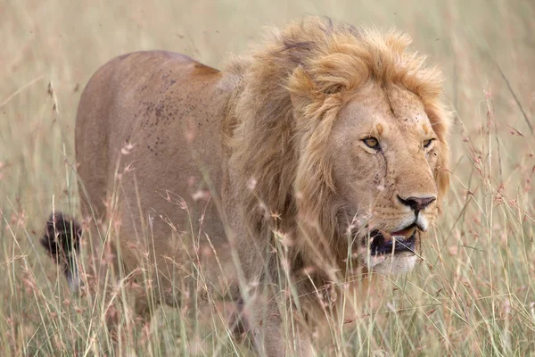 Egy csodálatos oroszlán a szavanna a maszáj mara nemzeti park kenya — Stock Fotó