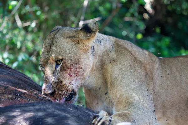 Чудова левиця їсть буйволицю в наївському озері національний ігровий парк Кенія — стокове фото