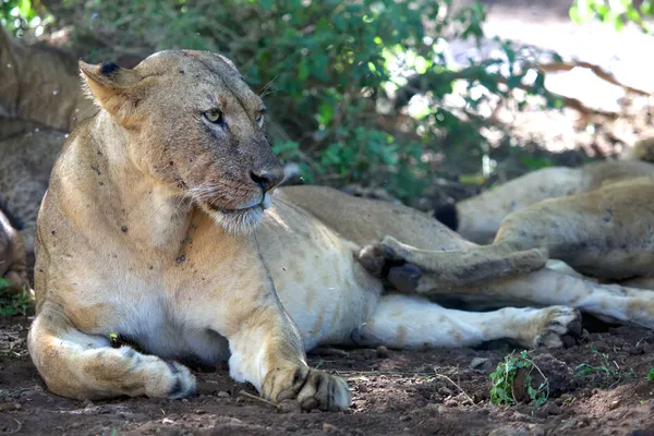 Harika bir dişi aslan dinlenme kenya naivasha Gölü Milli oyun parkı — Stok fotoğraf