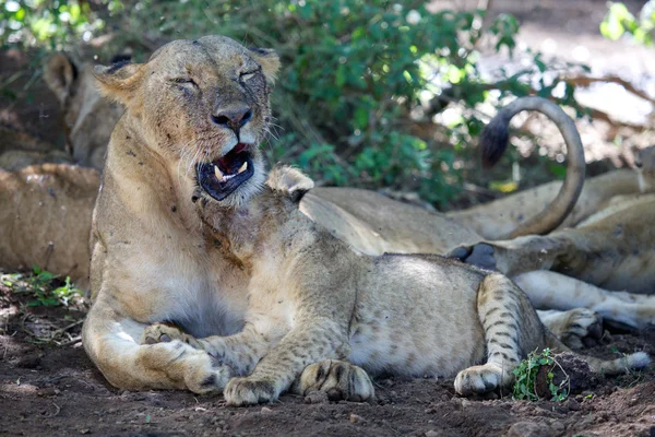 Чудова левиця відпочиває зі своєю дитиною в національному парку ігор на озеро Наїваша — стокове фото