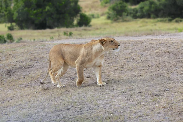 Wspaniałe lwica polowania w Kenii, w parku narodowym samburu — Zdjęcie stockowe