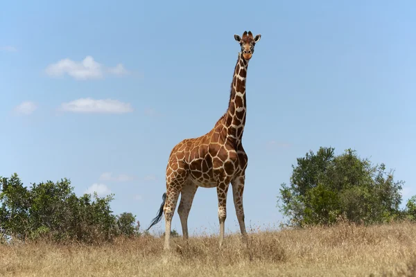 Uma girafa reticulada maravilhosa no parque de jogos nacional de samburu kenya — Fotografia de Stock