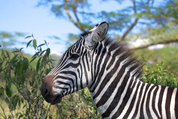 Uma maravilhosa zebra em naivasha lago parque de jogos nacional kenya — Fotografia de Stock