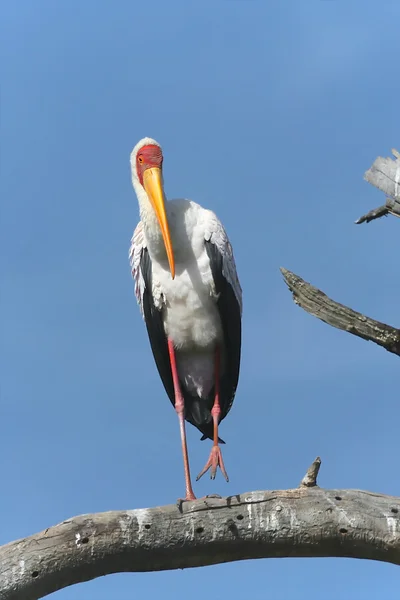 Una cigüeña de pico amarillo en un parque de juegos Kenya —  Fotos de Stock