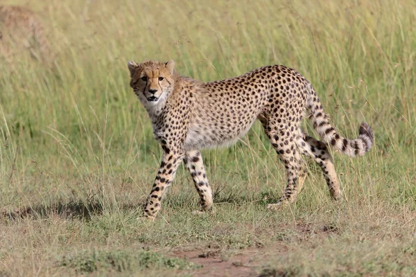 Egy fiatal gepárd vadászat játék maszáj mara park kenya — Stock Fotó