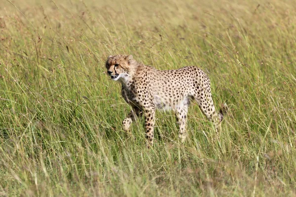 A young cheetah hunting in masai mara game park — Stock Photo, Image