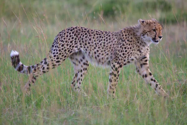 Uma jovem caça chita no parque nacional Masai mara kenya — Fotografia de Stock