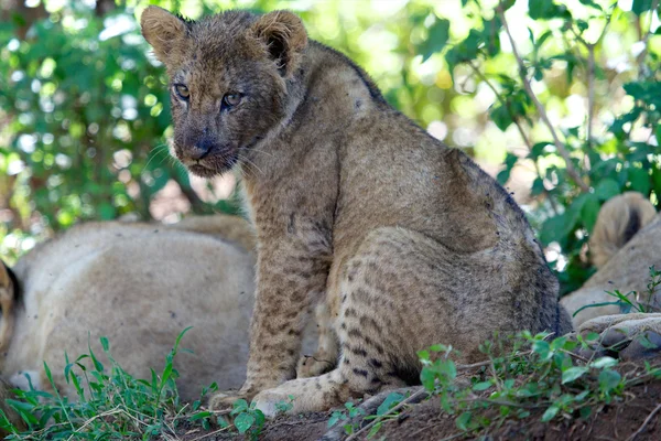 Młody lew po zjedzeniu bawół w Parku Narodowego lake naivasha — Zdjęcie stockowe