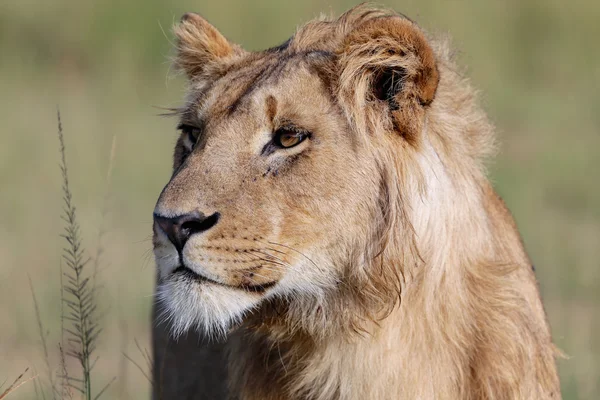 Een jonge leeuw met rest in masai mara, Kenia — Stockfoto