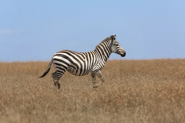 Una zebra in savana al parco giochi nazionale Masai Mara kenya — Foto Stock