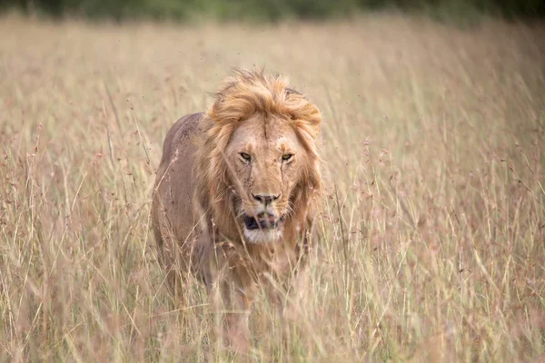 Increíble león en la sabana en masai mara parque nacional kenya — Foto de Stock