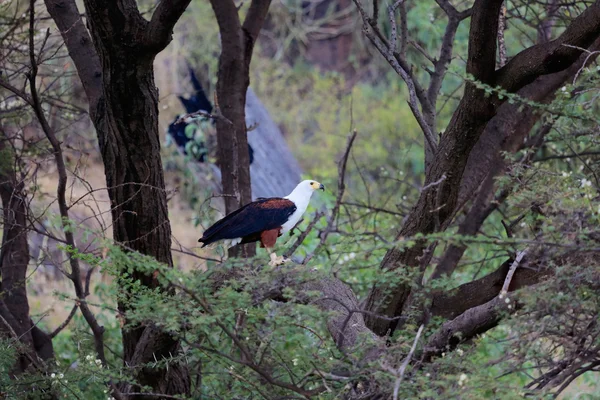 Un aigle poisson africain dans un arbre au parc national du lac de baringo kenya — Photo