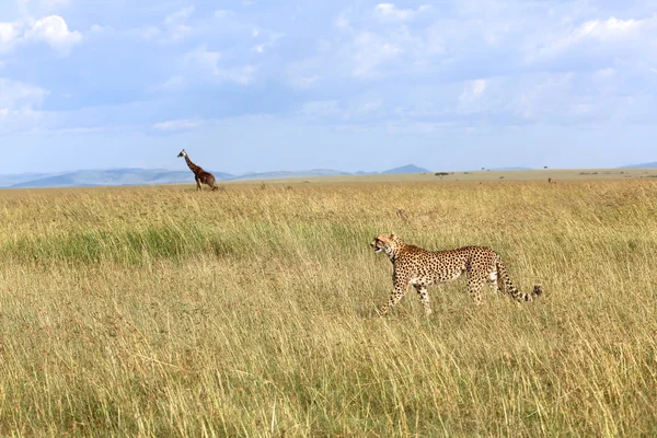 Удивительная охота на гепарда рядом с жирафом в Масаи Мара — стоковое фото