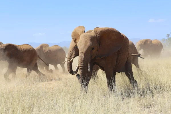 Un increíble grupo de elefantes en Samburu Kenya — Foto de Stock