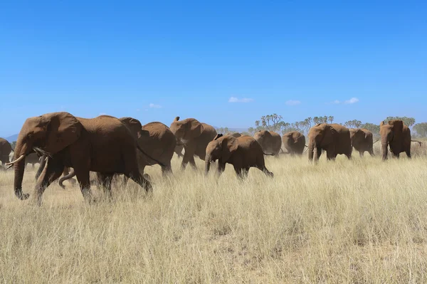 An amazing group of elephants in samburu national game park — Stock Photo, Image