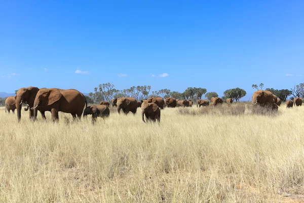 Un increíble grupo de elefantes en el parque nacional de juegos de Samburu Kenya — Foto de Stock