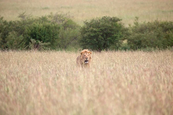 En fantastisk lejon på savannen på masai mara national park kenya — Stockfoto