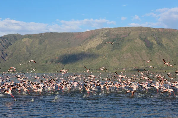 Bir şaşırtıcı take off bogoria Gölü Milli Parkı kenya, küçük flamingolar — Stok fotoğraf