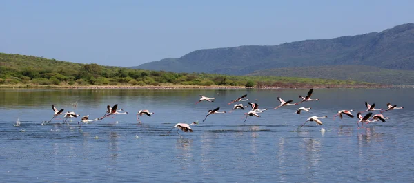 Egy csodálatos felszállni kisebb flamingoes, bogoria-tó Nemzeti Park — Stock Fotó