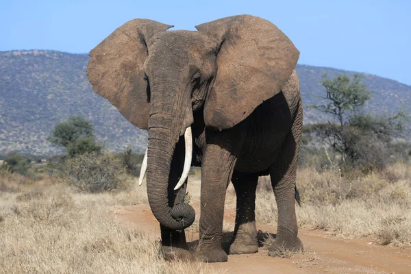 Bir fil çim yeme kenya samburu Milli maçında park — Stok fotoğraf
