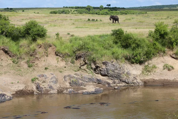 Een olifant in de buurt van een rivier in masai mara nationaal park — Stockfoto