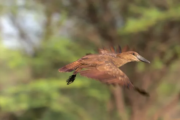 En hammerskop som flyger i baringo sjön nationalpark kenya — Stockfoto