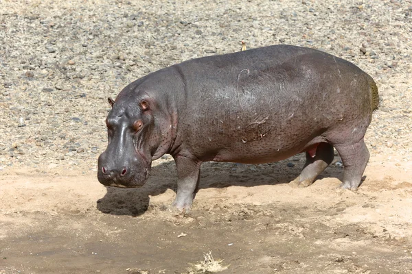 Un ippopotamo vicino a un fiume nel parco giochi nazionale di maisai mara kenya — Foto Stock
