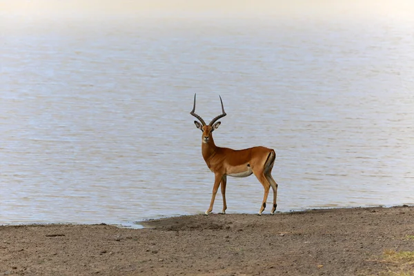 在游戏中的湖附近的一只黑斑羚公园肯尼亚 — 图库照片