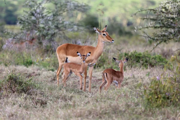 Un impala cu ei doi pui în naivasha lac parc național de joc — Fotografie, imagine de stoc