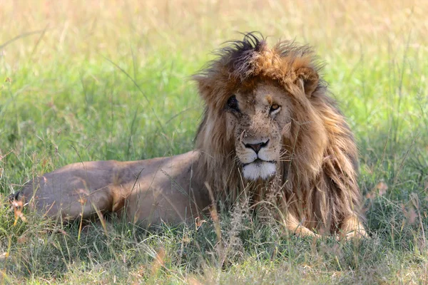 Beautiful lion with a scarface at the masai mara national park — Stock Photo, Image