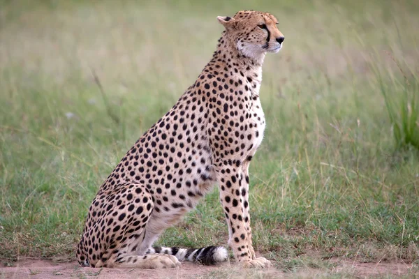 geri kalan masai having cheetah mara Ulusal Parkı kenya