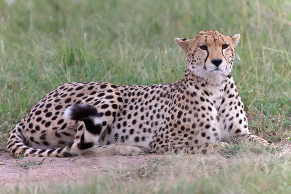 Zblízka Cheetah s odpočinek v masai mara národní park — Stock fotografie