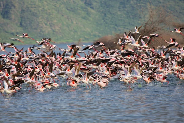 Dozzine di fenicotteri decollano nel parco nazionale del lago Bogoria Kenya — Foto Stock