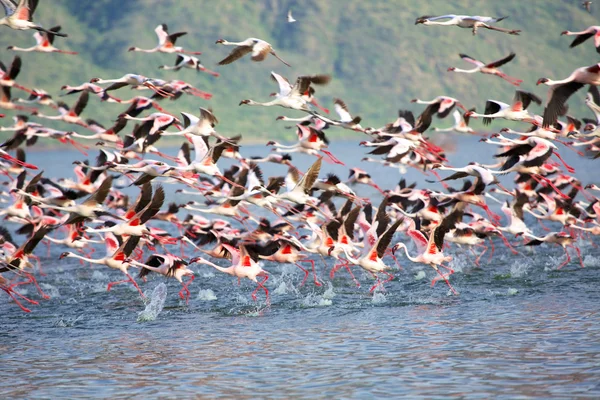 Dozzine di fenicotteri decollano nel parco nazionale del lago Bogoria Kenya — Foto Stock