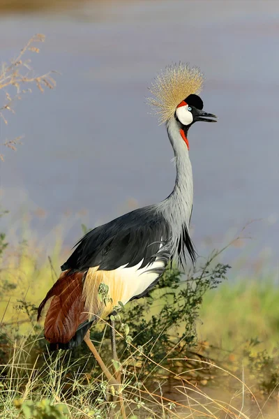 Milli park kenya samburu, gri taç vinç — Stok fotoğraf