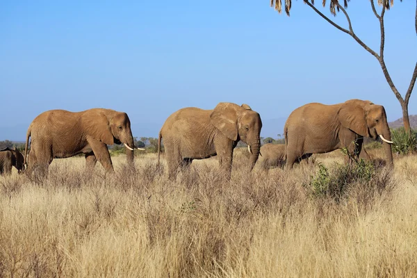 Grupa słoni w grze Narodowego samburu parku Kenii — Zdjęcie stockowe